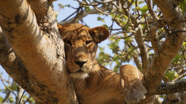 Safari Kenya - Maarten Van Den Heuvel