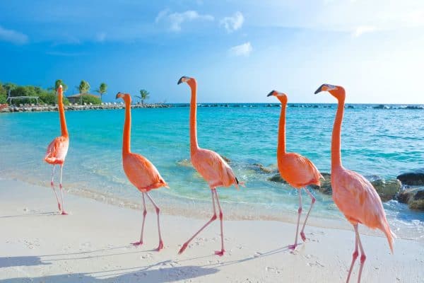 Flamingo Beach Aruba
